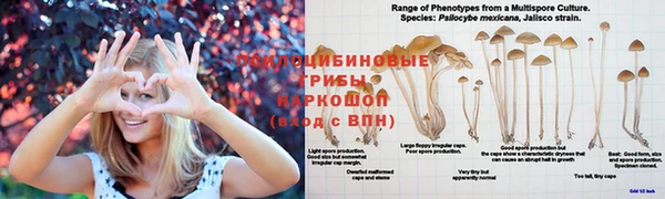 шишки Осташков
